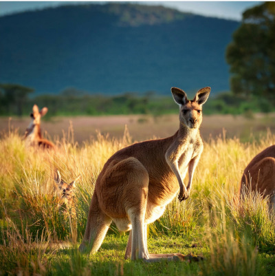 Née en Australie <br> Etudié en Angleterre <br>Voyagé aux États-Unis